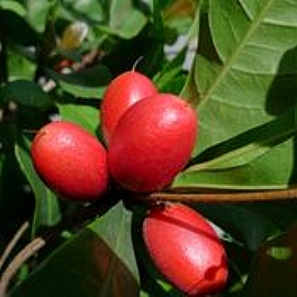 �ƻ�O�����G?�����G�S��S�O�ƻ�?