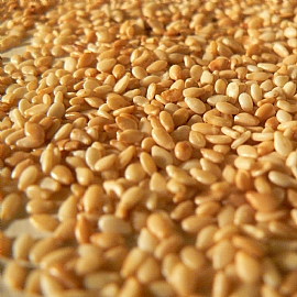 芝麻品種,芝麻的三大品種