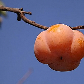 ��ѦY�U�l�A���j�T�ҭn���D