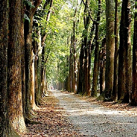 �s�´˪L����-���ߤ�B�D