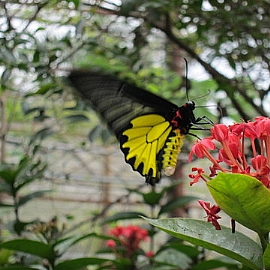 ����򽹽���2016�ֽ��ͺA���N�V�O��