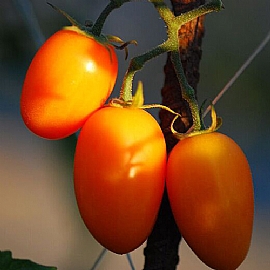 �V�u�������G��A���e���p���X�I